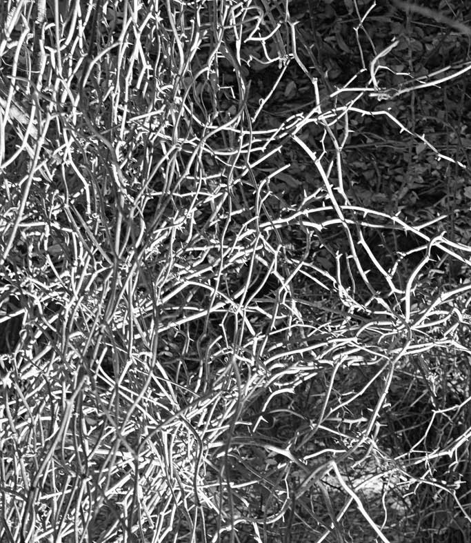 Where Chaos Becomes Order